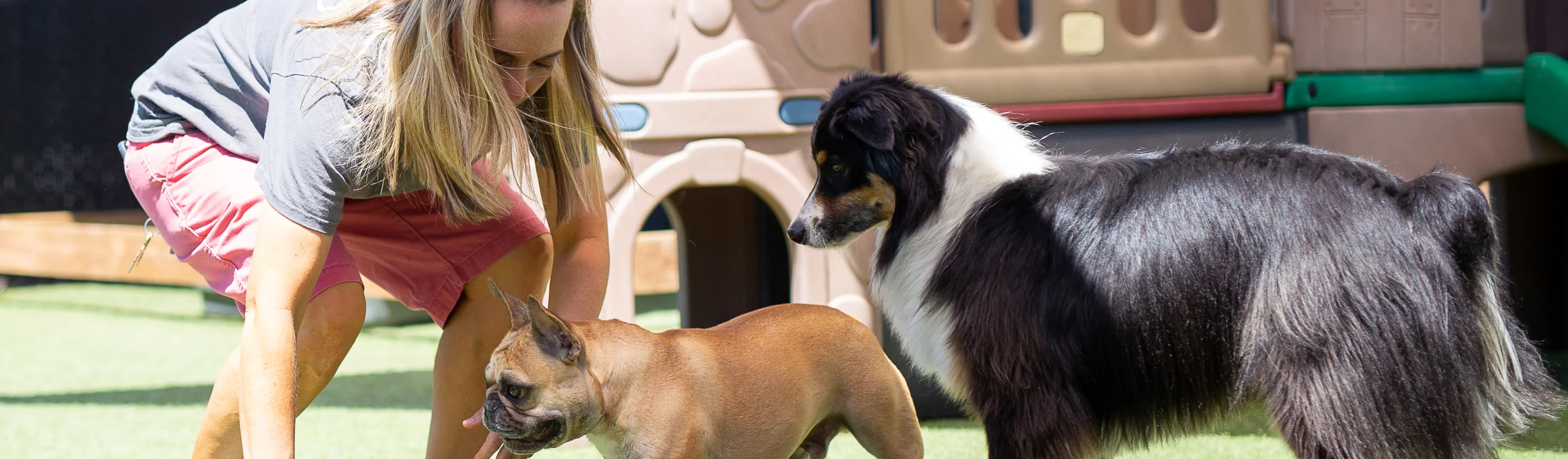 Staff member playing with dogs at Bowhaus Boulder dog daycare and boarding. 